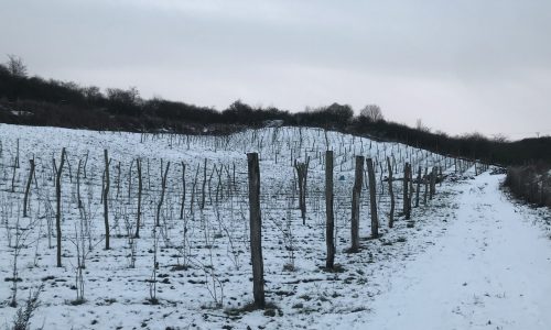 winnica vineas montis